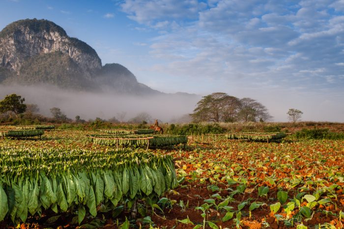 Havanna, Viñales, Varadero, 14 dagar